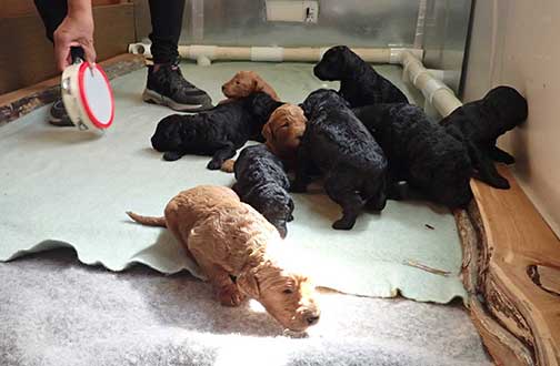 standardpoodlepuppiesforsaleNBD3wk09