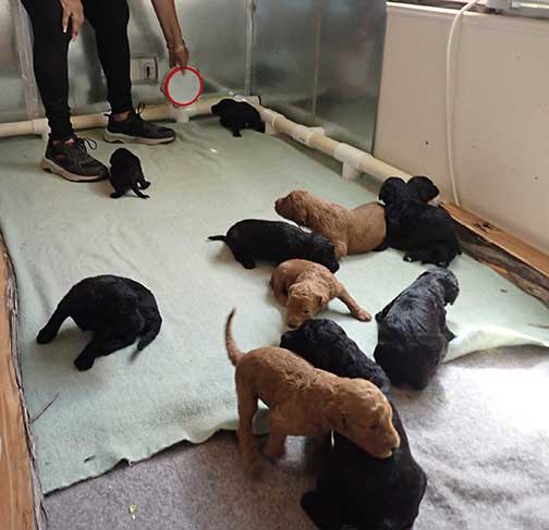 standardpoodlepuppiesforsaleNBD3wk10
