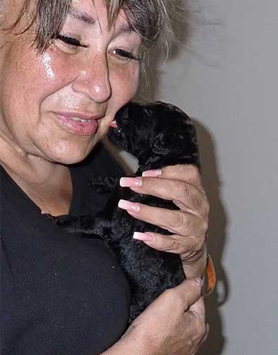 standardpoodlepuppiesforsaleNBD3wk11