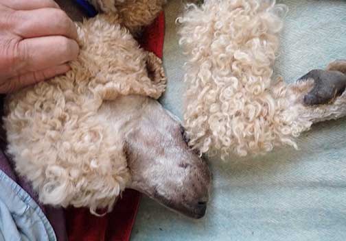 standardpoodlepuppiesforsaleNBD3wk13