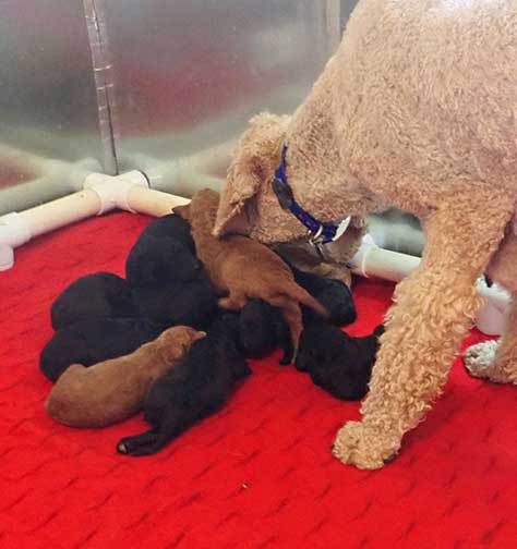 standardpoodlepuppiesforsaleNBD3wk18