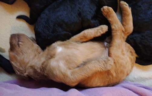 standardpoodlepuppiesforsaleNBD3wk20