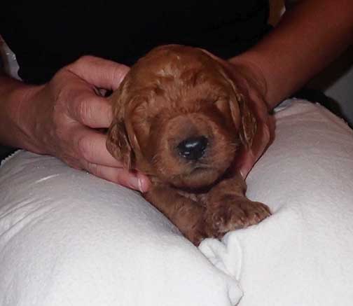 standardpoodlepuppiesforsaleNBD3wk25