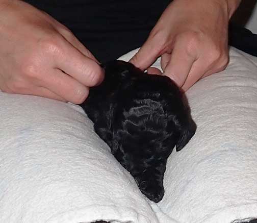 standardpoodlepuppiesforsaleNBD3wk26