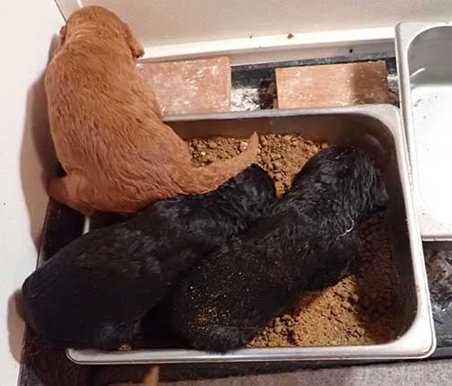 standardpoodlepuppiesforsaleNBD3wk28
