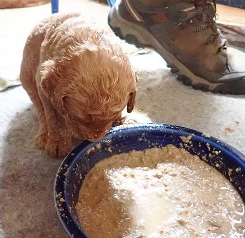 standardpoodlepuppiesforsaleNBD3wk30