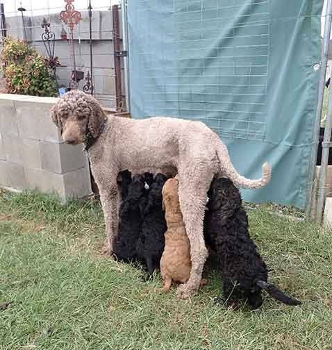 standardpoodlepuppiesforsalejh7wk09