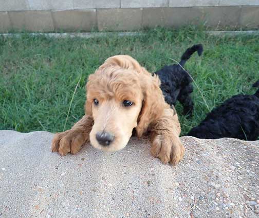 standardpoodlepuppiesforsalejh7wk15