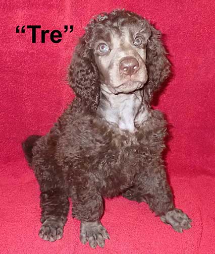 tre7wkroyalstandardpoodle