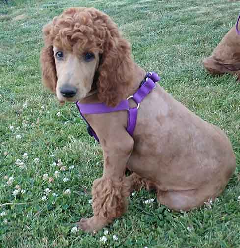 12wkCameliaredstandardpoodles02