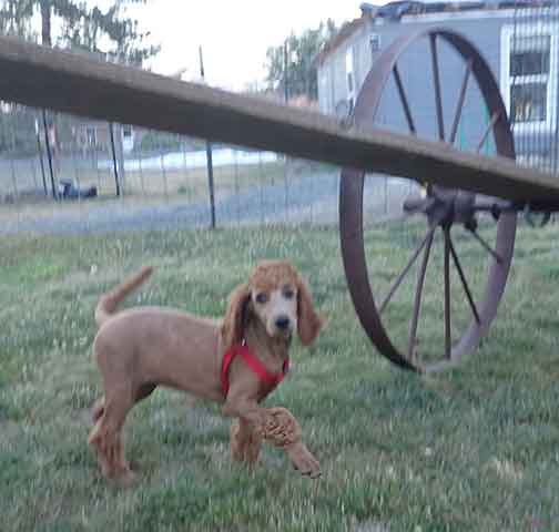 12wkPetuniaredstandardpoodles03