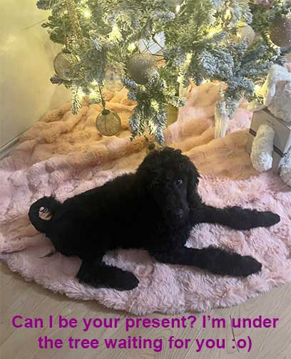 14wks02Sienna 14wks02Sienna