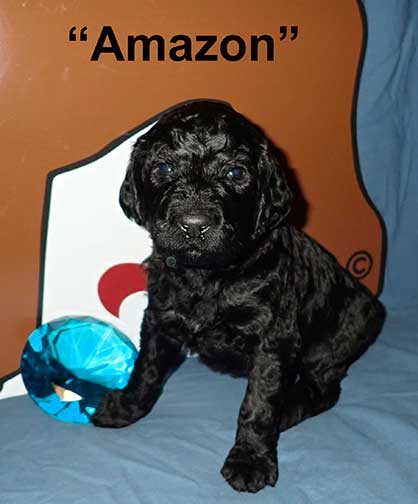 3wk4254AmazonRoyalstandardpoodle