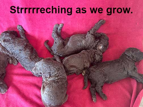 3wkroyalstandardpoodlepuppieskxr13