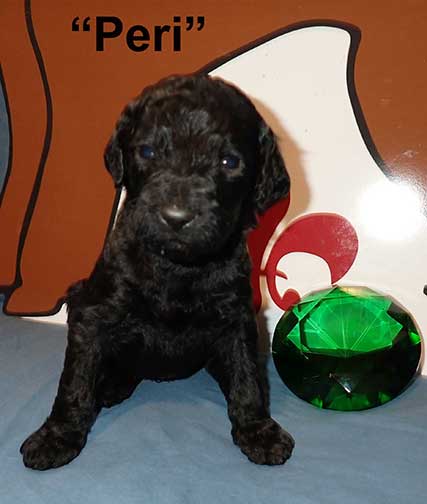 3wks4158PeriRoyalstandardpoodle
