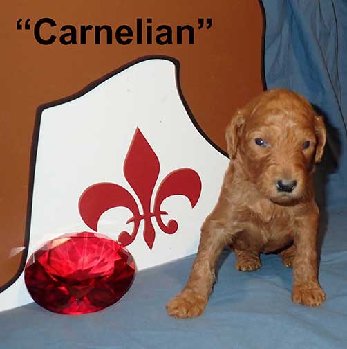 3wksCarnelian5410Royalstandardpoodle