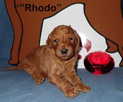 3wksRhodo5066Royalstandardpoodle