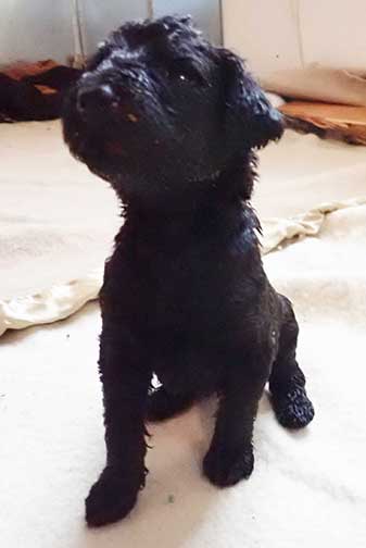 5wkRoyalstandardpoodlepuppiesforsalenbd01