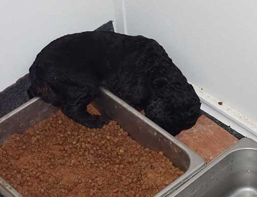 5wkRoyalstandardpoodlepuppiesforsalenbd05