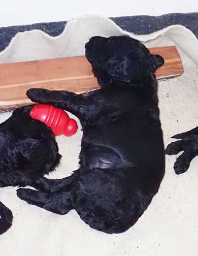 5wkRoyalstandardpoodlepuppiesforsalenbd06