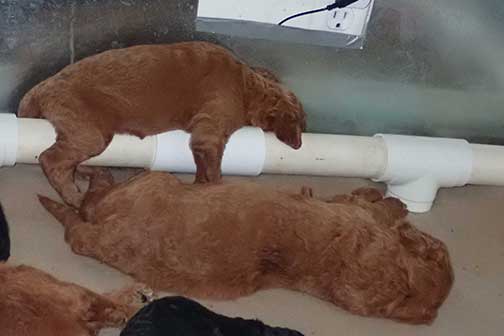 5wkRoyalstandardpoodlepuppiesforsalenbd08