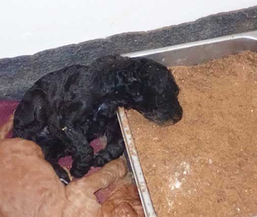 5wkRoyalstandardpoodlepuppiesforsalenbd11