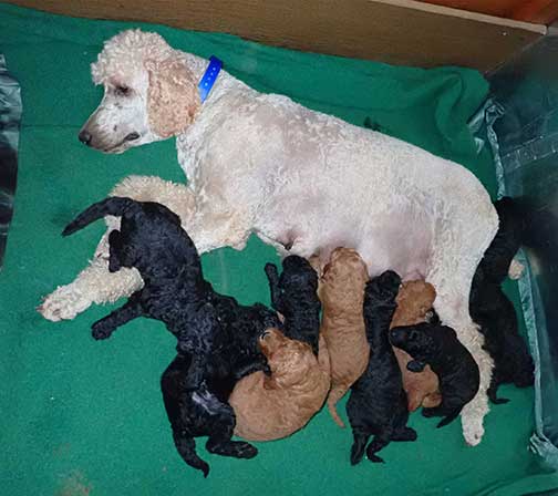 5wkRoyalstandardpoodlepuppiesforsalenbd14