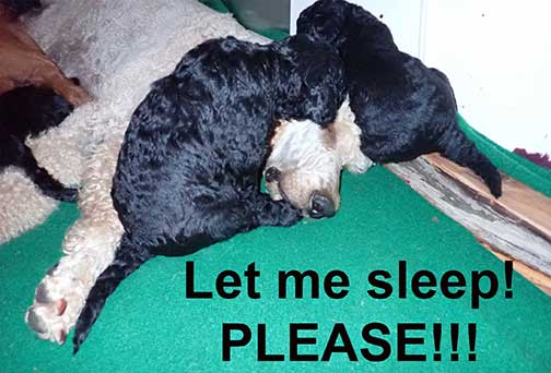 5wkRoyalstandardpoodlepuppiesforsalenbd16