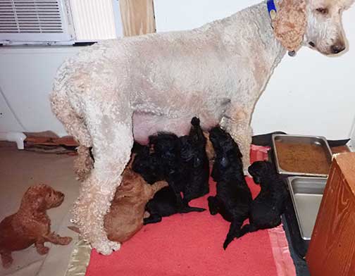 5wkRoyalstandardpoodlepuppiesforsalenbd18