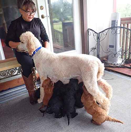 5wkRoyalstandardpoodlepuppiesforsalenbd22