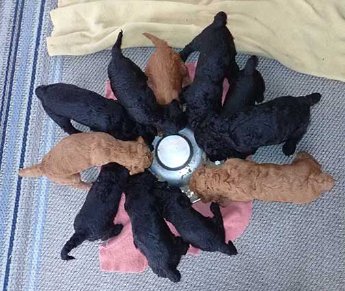 5wkRoyalstandardpoodlepuppiesforsalenbd26