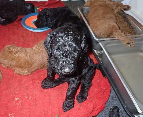 5wkRoyalstandardpoodlepuppiesforsalenbd35