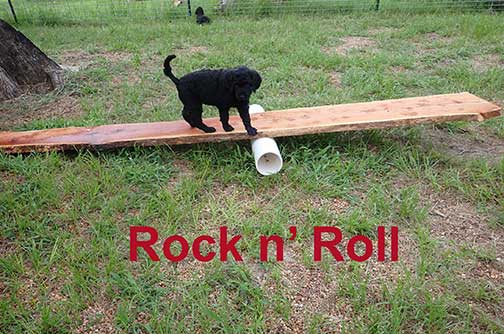 7wkRoyalstandardpoodlepuppiesforsalenbd13