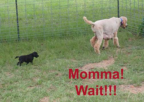 7wkRoyalstandardpoodlepuppiesforsalenbd14