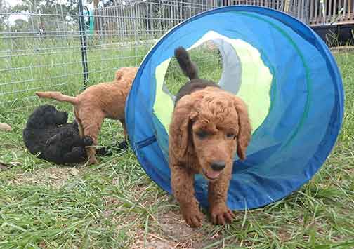 7wkRoyalstandardpoodlepuppiesforsalenbd18