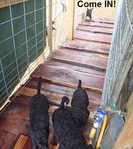 7wkRoyalstandardpoodlepuppiesforsalenbd20