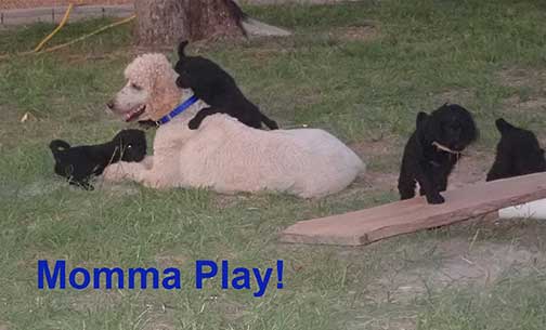 7wkRoyalstandardpoodlepuppiesforsalenbd24