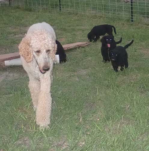 7wkRoyalstandardpoodlepuppiesforsalenbd31