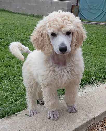 9wkgr04phantomstandardpoodle 9wkgr04phantomstandardpoodle