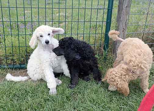9wkgr06phantomstandardpoodle 9wkgr06phantomstandardpoodle