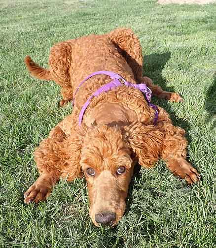 Azzaredroyalstandardpoodle4m02