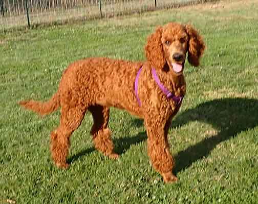 Azzaredroyalstandardpoodle4m03