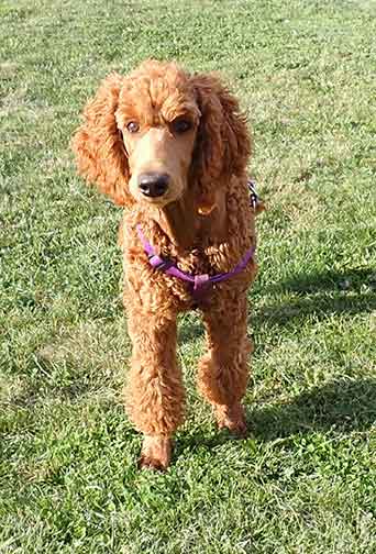Azzaredroyalstandardpoodle4m04