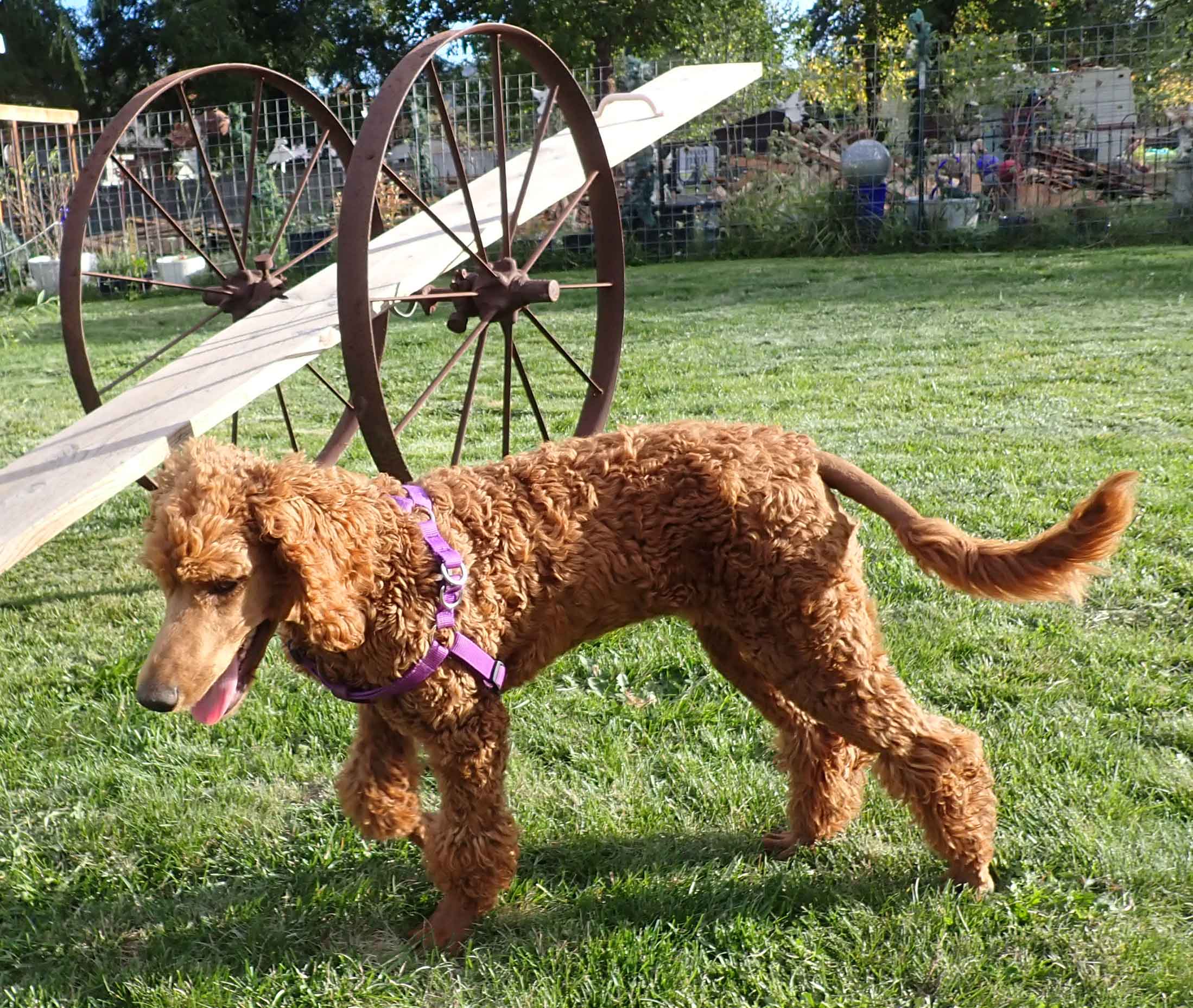 Azzaredroyalstandardpoodle4m05