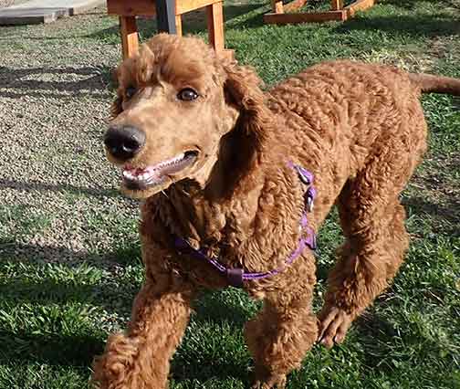 Azzaredroyalstandardpoodle4m02