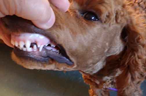 Azzaredroyalstandardpoodle4moverbite01