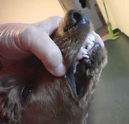 Azzaredroyalstandardpoodle4moverbite02