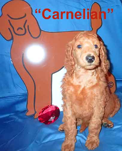 Carnelian5410standardpoodlepuppiesforsalenbd7wks