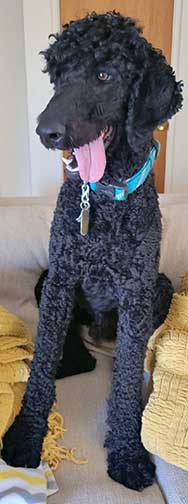 Chasestandardpoodle.jpg
