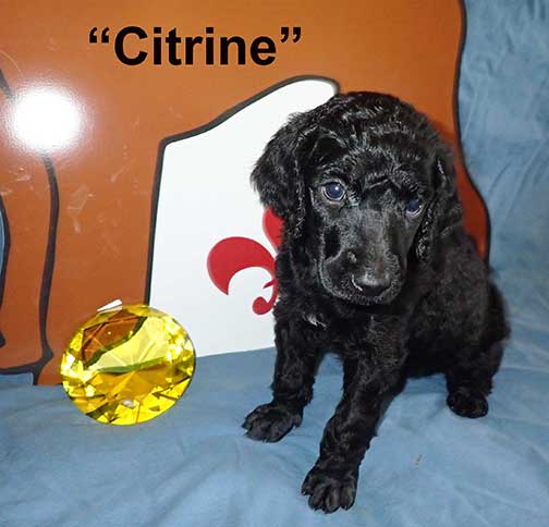 Citrine1161standardpoodlepuppiesforsalenbd5wks